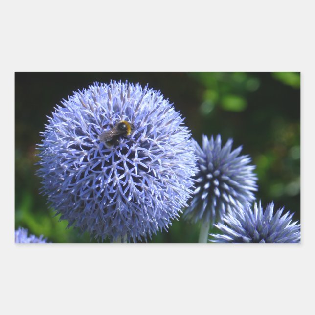 Globe Thistle Blume Sticker (Vorderseite)