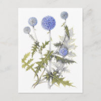 Globe Thistle Collection