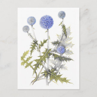 Globe Thistle Collection Postkarte