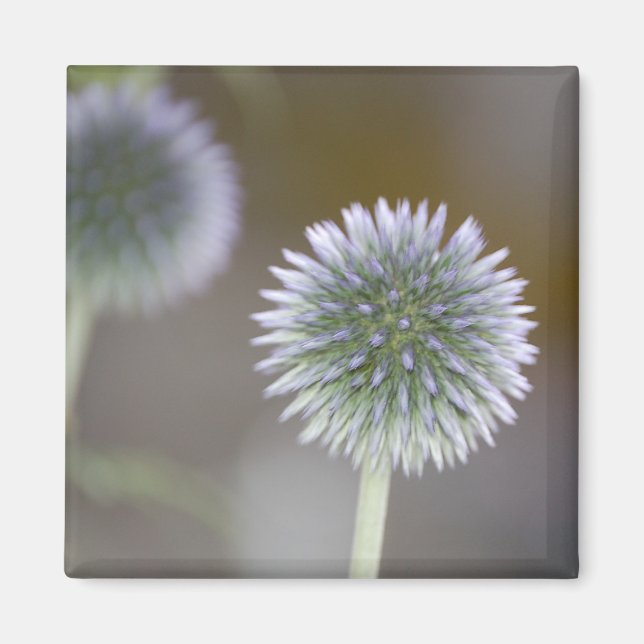 Globe Thistle Magnet (Vorne)
