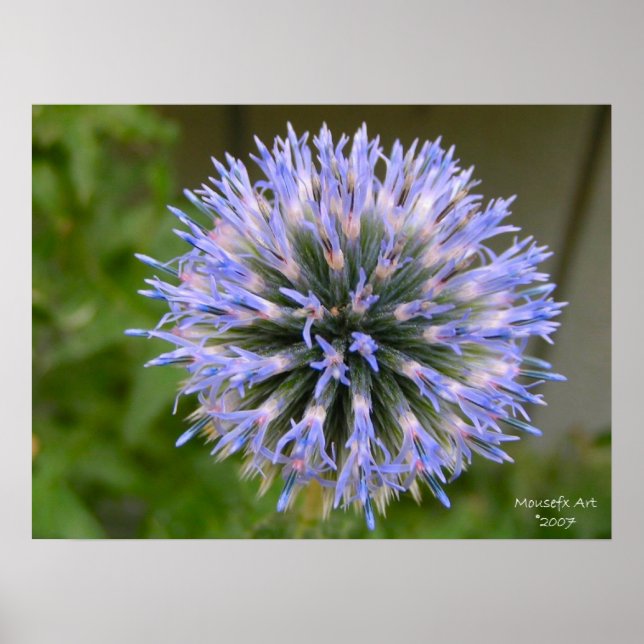Globe Thistle Poster (Vorne)