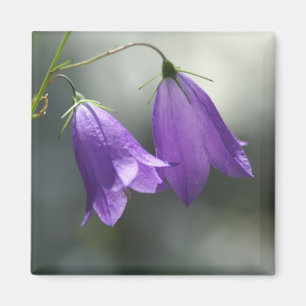 Glocken des Geheimmagneten Magnet