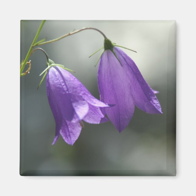 Glocken des Geheimmagneten Magnet (Vorne)