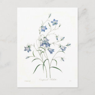 Glockenblume clochette postkarte