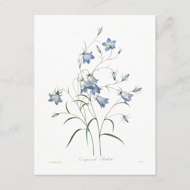 Glockenblume clochette postkarte (Vorderseite)