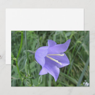 Glockenblume Feiertagskarte