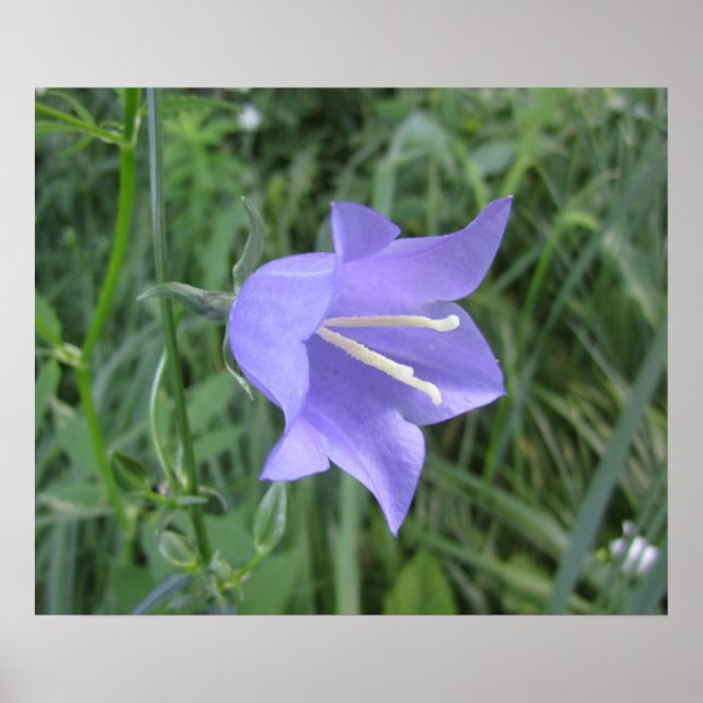 Glockenblume Poster (Vorne)