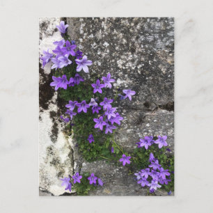 Glockenblumen, die an einer Wand wachsen Postkarte