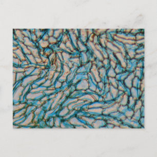 Glockenzellen unter dem Mikroskop Postkarte