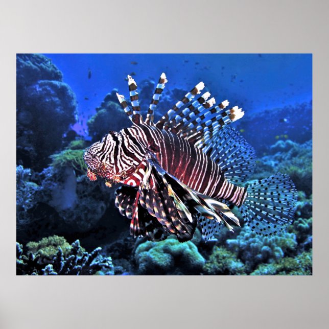 Glorious Lionfish Poster (Vorne)