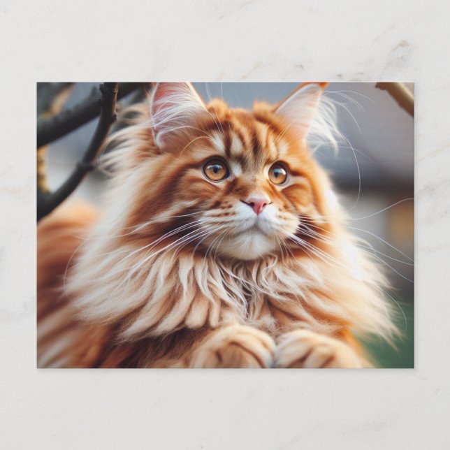 Glorious Maine Coon Postkarte (Vorderseite)