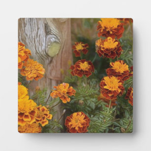 Glorious Marigolds Fotoplatte