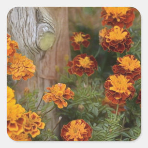 Glorious Marigolds Quadratischer Aufkleber