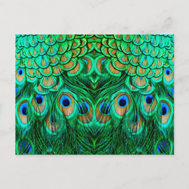 Glorious Peacock Feathers Postkarte (Vorderseite)