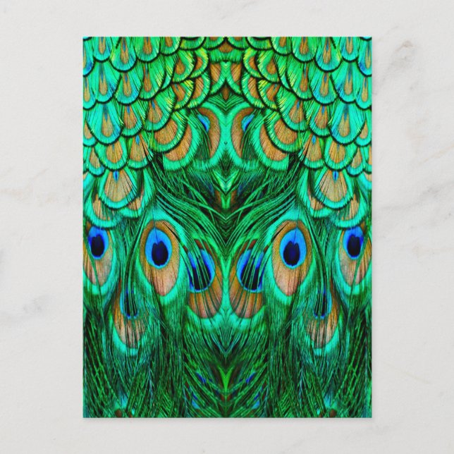 Glorious Peacock Feathers Postkarte (Vorderseite)