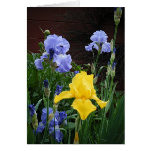 "Glorius Irises "