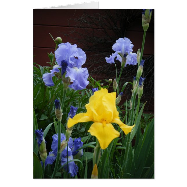 "Glorius Irises" (Vorne)