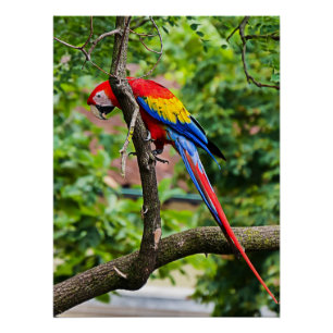 Glossenposter von Red Macaw Wall Poster