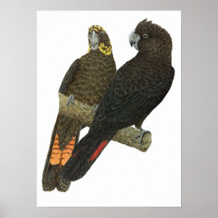 Glossy Black Cockatoo Pair Poster