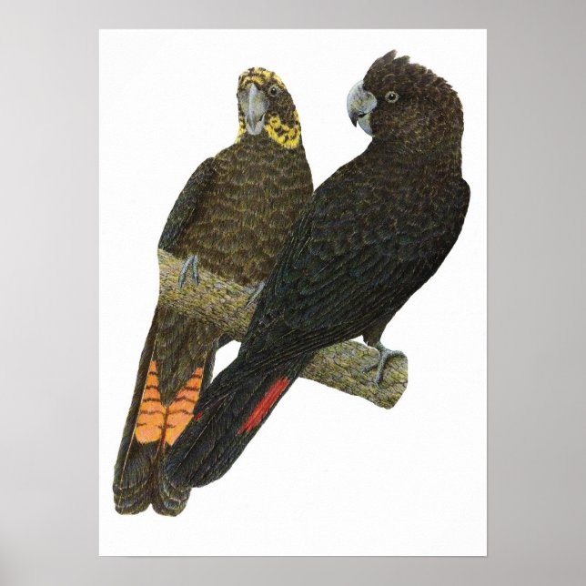 Glossy Black Cockatoo Pair Poster (Vorne)