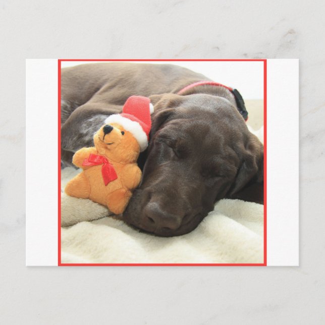 Glossy Grizzy Christmas Pointer Feiertagspostkarte (Vorderseite)