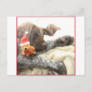 Glossy Grizzy Christmas Pointer Feiertagspostkarte