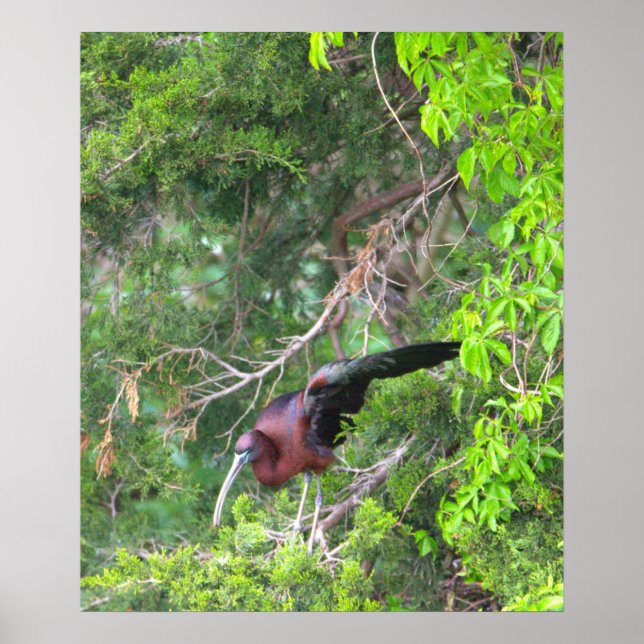Glossy Ibis Bird Poster (Vorne)