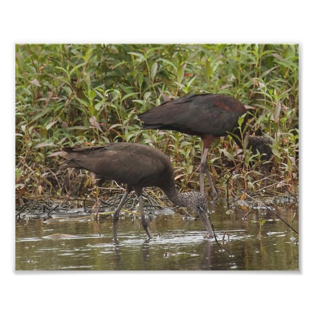 Glossy Ibis Fotodrucken Fotodruck (Vorne)