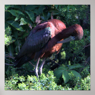 Glossy Ibis Poster
