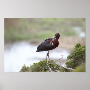 Glossy Ibis Poster