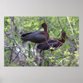 Glossy Ibis Poster