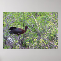 Glossy Ibis Poster