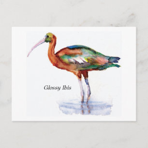 Glossy Ibis Postkarte