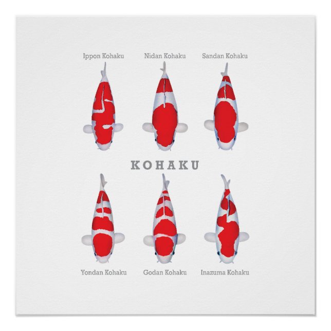 Glossy Poster Kohaku Carp Collection (Vorderseite)