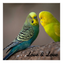 Glossy Poster Liebe Schwarzer Farbtext Vogelbild