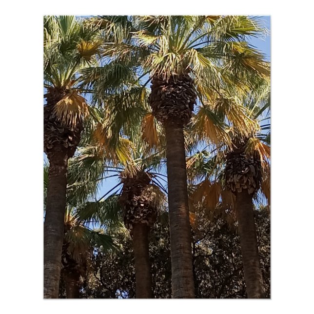 Glossy Poster Palm Trees (Vorderseite)