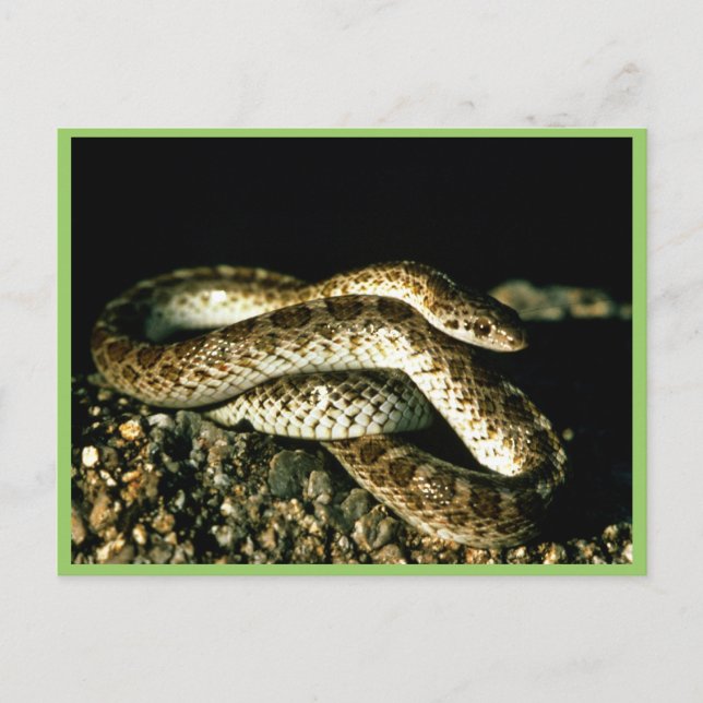 Glossy Snake Postkarte (Vorderseite)