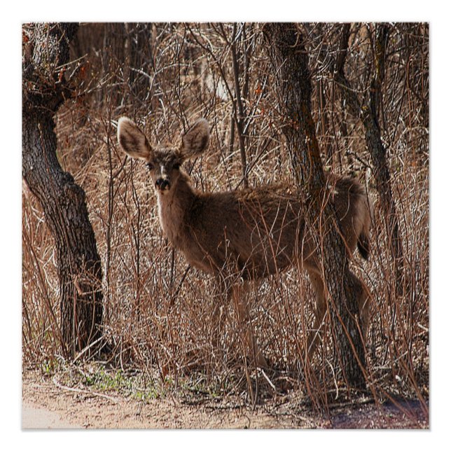 Glossyposter Poster (Vorderseite)