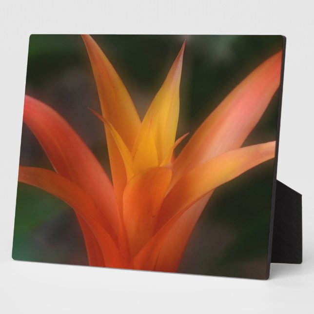 Glows Bromeliad Plaque Fotoplatte (Seite)