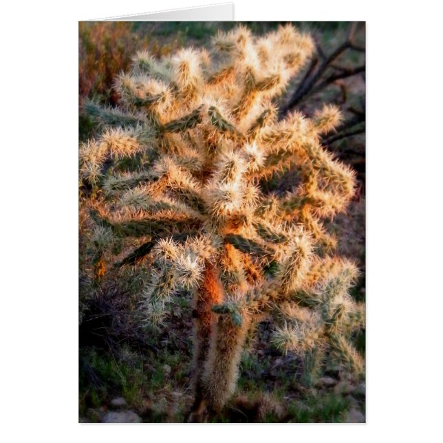 Glows Cholla (Vorne)