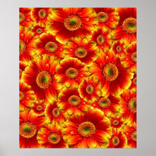 Glows Gerbera Daisies Poster
