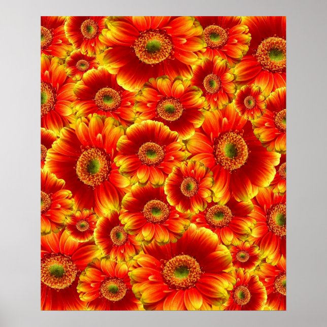 Glows Gerbera Daisies Poster (Vorne)