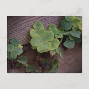 Glück oder Entschlossenheit? St. Patricks Day Klee Postkarte