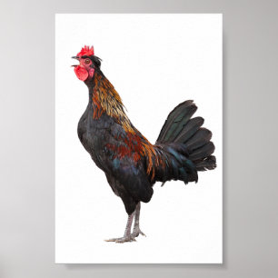 Gluckerndes Huhn Poster