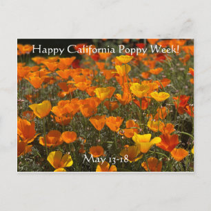 Glücklich California Poppy Week! Postkarte