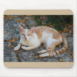 Glücklich die schöne Katze Mousepad