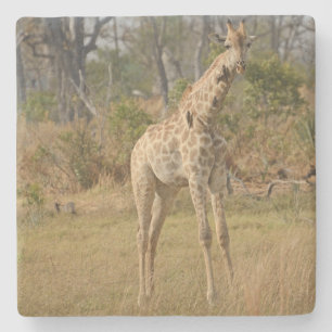 Glücklich Giraffe. Steinuntersetzer