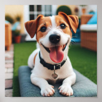 glücklich lächelnder Jack Russell Terrier