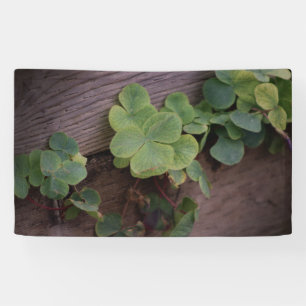 Glücklich oder bestimmt? St. Patricks Day-Kleeblät Banner