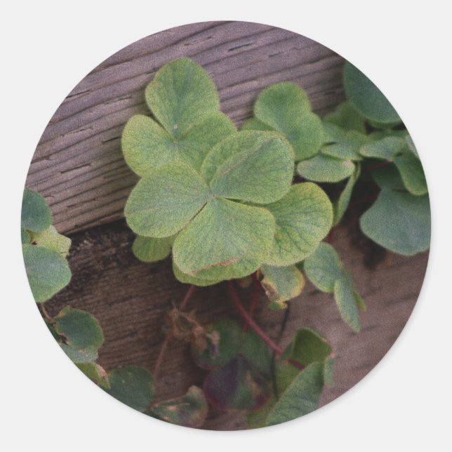 Glücklich oder bestimmt? St. Patricks Day-Kleeblät Runder Aufkleber (Vorderseite)